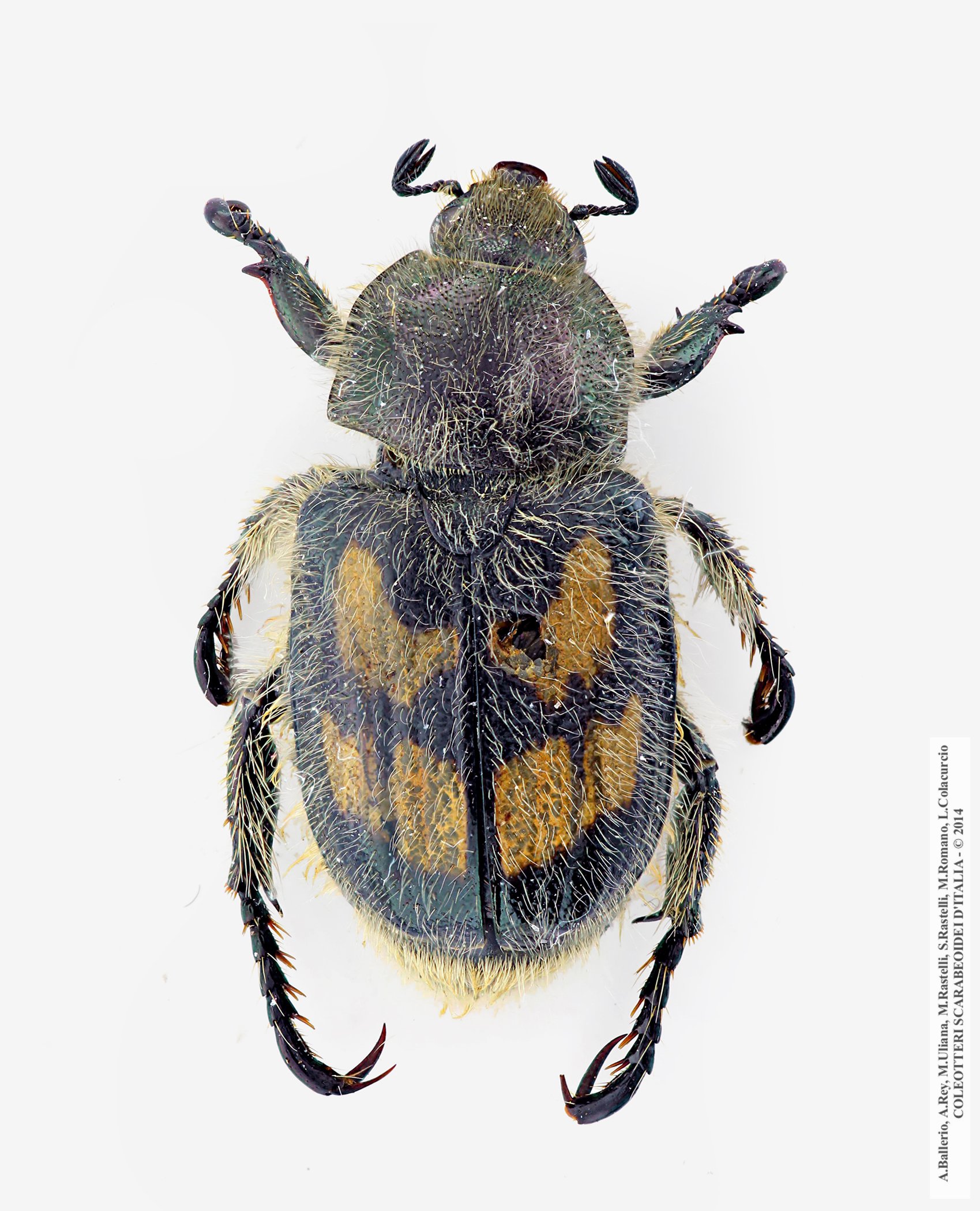 Anisoplia erichsoni